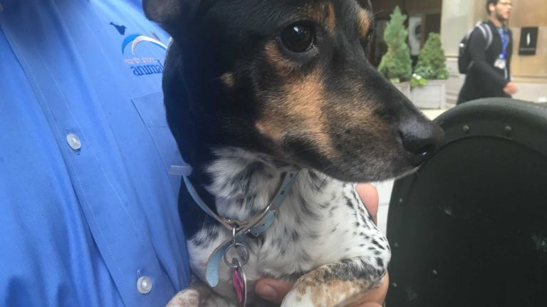 This 2-year-old beagle knows just how handsome he is.