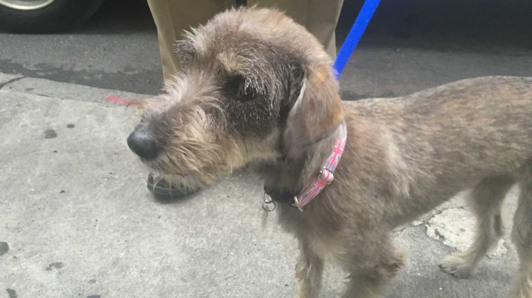 This 9-month-old schnauzer mix is a tad shy, but she's sure to open up in her new home. 