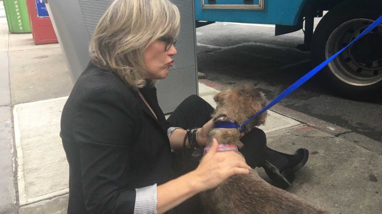 If there's ever a reason to sit down on a Manhattan street, it's to play with an adorable adoptable pup. 