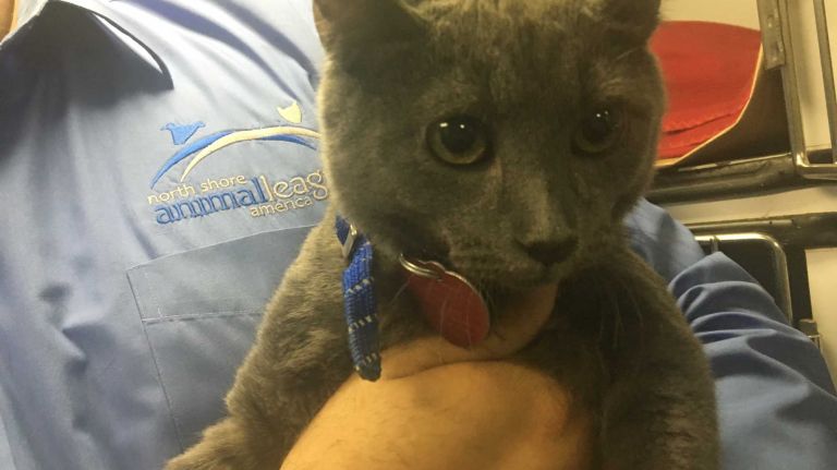 Don't forget about the kittens! Shelter staff said this 4-month-old male cat has a playful personality. 