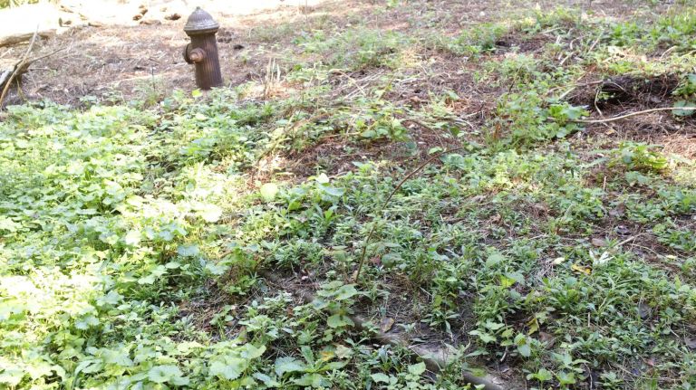 Signs that the island was once inhabited lurk underneath and around the dense ivy. Curbs are in surprisingly good condition, and this fire hydrant is still standing.