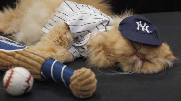 Joe D'MEWggio is definitely ready to hit some home runs. Or take a major league cat nap.