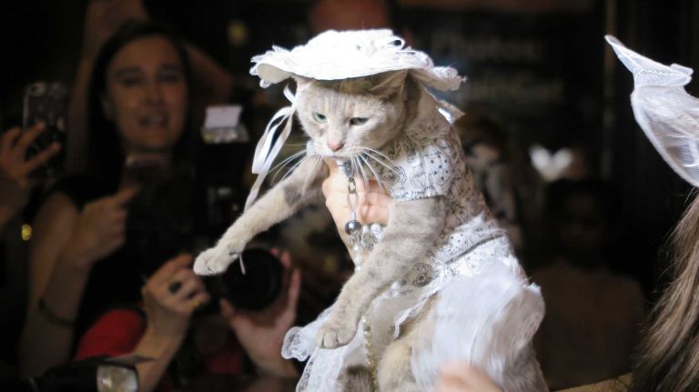 Princess Pussy Willow -- yes, that's her name -- was gracefully held in front of cameras, posing in her 