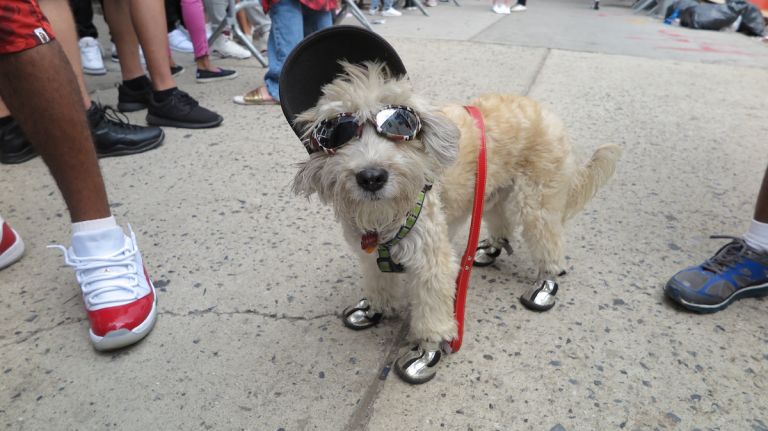 Drake's 'Revenge' pop-up shop brings a crowd to the Bowery 10 This pup was probably hoping to upgrade his apparel.