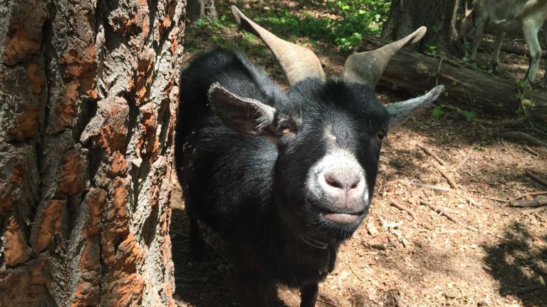 Max is the shortest of the bunch, but doesn't appreciate the distinction. He tries to climb on things often to get a higher vantage point and would love to spend the whole day on a park bench if he could.