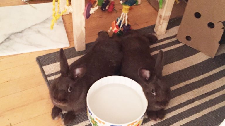 Bunnies who have a best friend tend to be happier, which in turn leads to better eating and grooming habits. A common misconception is that two bunnies mean double the work. And, yes, while it does mean double the vet bills, it's actually about the same amount of day-to-day work for one rabbit as it is for two. Bonus: it's really sweet watching your bunnies groom each other (a sign of love) and jump around together. If you're adopting, look for an already bonded pair, which will make the transition to your home easier for everyone. If your lonely bunny is looking for a friend, many places offer bunny speed dating because -- like people -- not all rabbits like each other. 