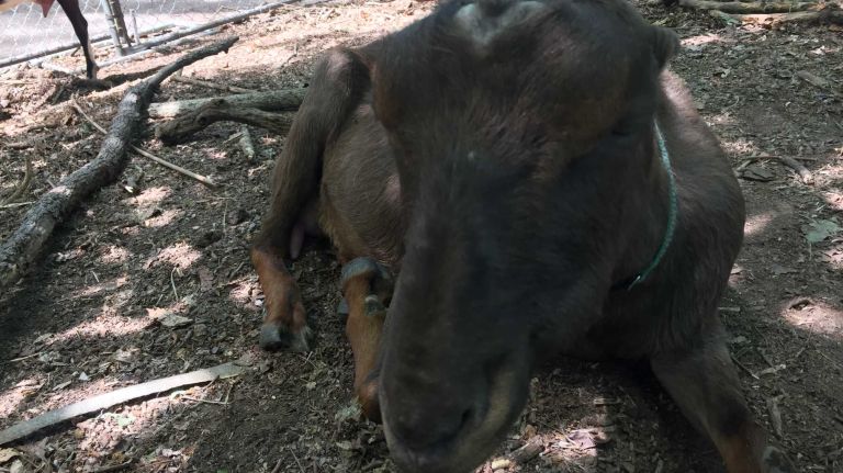 Raptor thinks she is a deer and likes to climb fences. She likes mints, but please don't feed her any. You don't want to ruin her figure.