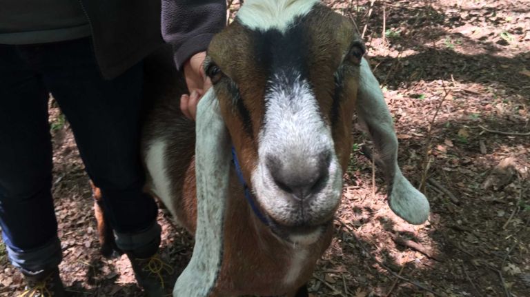 Zoya is the oldest goat, and the mother to both her girls: Reese and Olivia. She is very thoughtful and assesses situations before she walks into them.