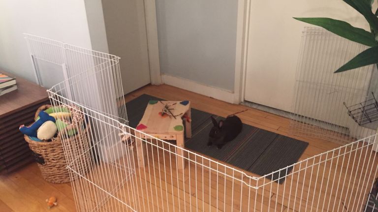 We all make excuses to skip the gym, but rabbits need exercise just as much as humans. Your bunny should have a few hours every day to run around a bit and stretch their bunny legs. Happy bunnies will jump up in the air and twist, a sign of pure joy called a binky. A good time is the morning and evenings, when rabbits are active (and you are home). A long hallway works perfectly for this. But if you have hardwood floors, try putting a low-pile carpet or rug down since bunny feet don't have any traction, and injuries can happen if they slam into the wall. 