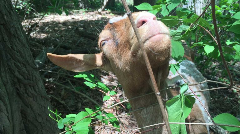 Reese likes everyone and is very social. She tends to stick by her mom, Zoya, and her sister, Olivia.