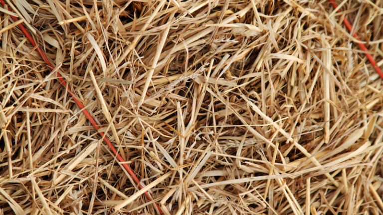 A rabbit's health is very delicate and, unfortunately, it can go south very quickly. If a rabbit stops eating for even just 12 hours, it can develop gastrointestinal (GI) stasis, and it can be deadly. Therefore, keep a close eye on your rabbit and make it is eating and pooping as normal. If your bunny doesn't show interest in food or favorite treats, or stops pooping for 12 hours, then call the vet immediately. Similarly, if you are going away overnight, you need to have someone come check on your bunny, at least long enough to give them some more food and water and make sure they are eating and acting normally. If you are going away for an extended period of time, consider asking a friend to house sit for your bunny so his schedule remains as normal as possible.