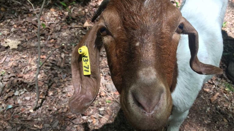 Olivia is very social, but tends to stick by her mom, Zoya, and her sister, Olivia.