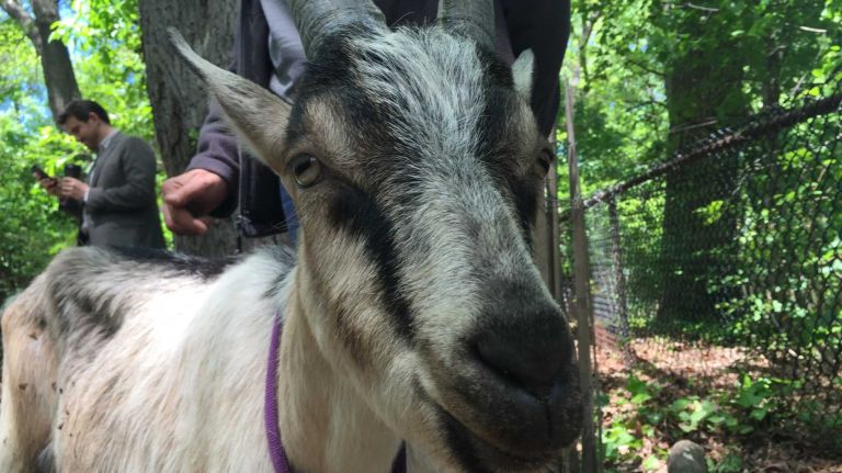 Skittles came to New York on a ferry from Maine. He loves to get his cheeks scratched, but he's a bit of a loner.