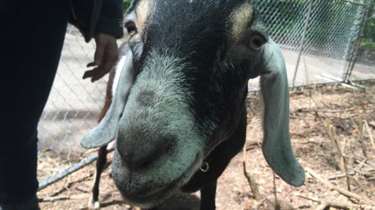 Diego is very vocal and tends to bond with her humans. She also tends to stay further away from the other goats.