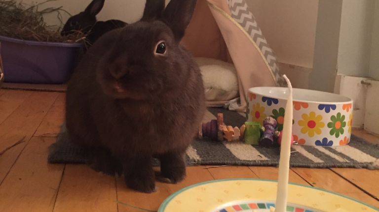 We can't all live on candy alone, and that's the same for your bunny. Rabbits should be offered unlimited hay at least twice a day, a portion of fresh greens each day (like romaine lettuce or basil but never iceberg lettuce), and about a quarter cup of pellets (no more than that). As an occasional treat, bunnies love fruit, and I've never met a bun that didn't like banana above all else. But be careful, if you offer them too many sweets or pellets, they will stop eating the food that is actually good for them. 