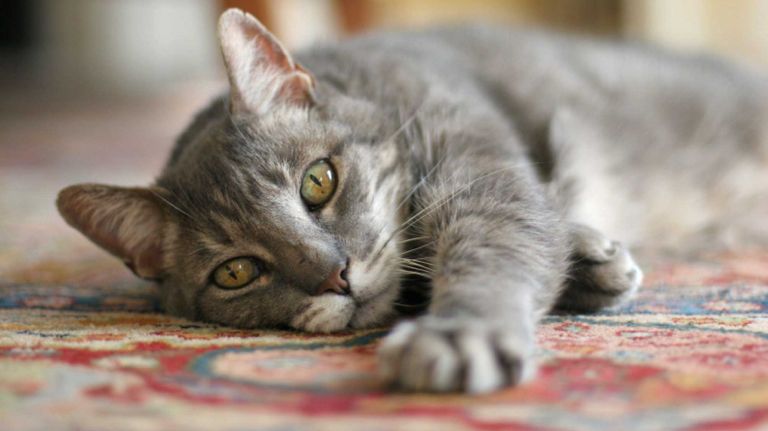 Hey, we all love a good animal rescue story, but that's doesn't mean you can keep Fido or Fluffy in our no-pets-allowed apartment. 