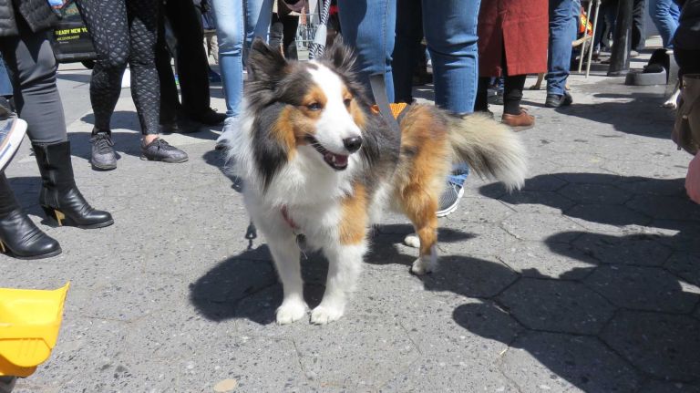 A dog up for adoption at the first NYC Paws Parade and Adoptapalooza, organized by the ASPCA and the Mayor's Alliance for NYC's Animals, on April 10, 2016.