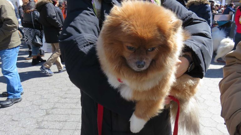 A dog at the first NYC Paws Parade and Adoptapalooza, organized by the ASPCA and the Mayor's Alliance for NYC's Animals, on April 10, 2016.