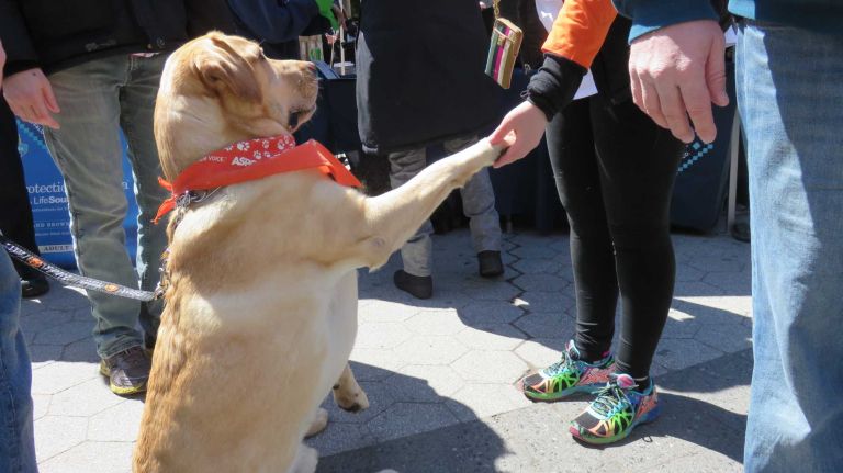 A dog gets a treat at the first NYC Paws Parade and Adoptapalooza, organized by the ASPCA and the Mayor's Alliance for NYC's Animals, on April 10, 2016.