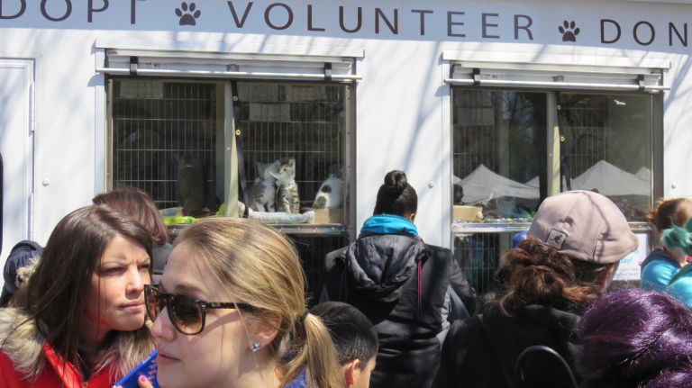 People look at kittens up for adoption at the first NYC Paws Parade and Adoptapalooza, organized by the ASPCA and the Mayor's Alliance for NYC's Animals, on April 10, 2016.