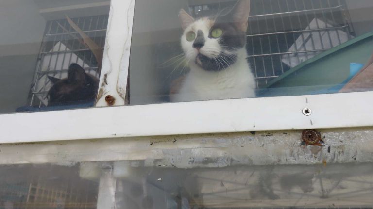 A cat up for adoption at the first NYC Paws Parade and Adoptapalooza, organized by the ASPCA and the Mayor's Alliance for NYC's Animals , on April 10, 2016.