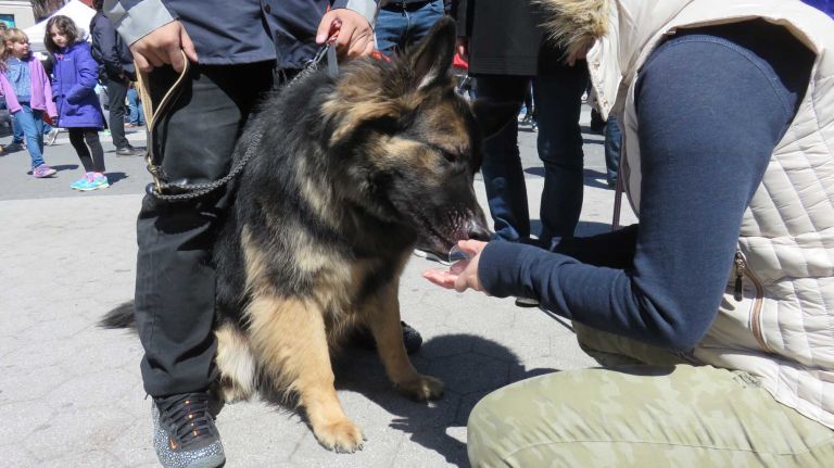 A dog gets a treat at the first NYC Paws Parade and Adoptapalooza, organized by the ASPCA and the Mayor's Alliance for NYC's Animals, on April 10, 2016.
