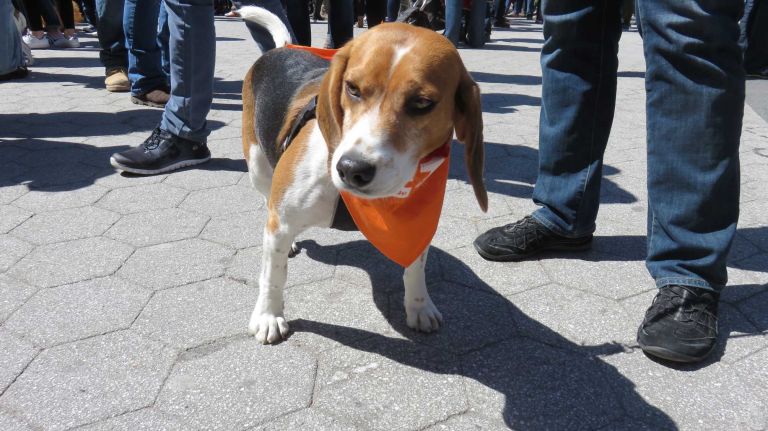 A dog up for adoption at the first NYC Paws Parade and Adoptapalooza, organized by the ASPCA and the Mayor's Alliance for NYC's Animals, on April 10, 2016.