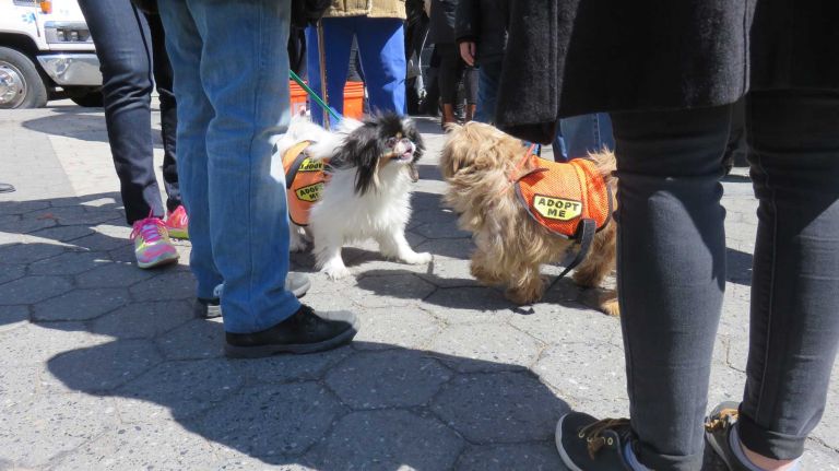 Dogs up for adoption at the first NYC Paws Parade and Adoptapalooza, organized by the ASPCA and the Mayor's Alliance for NYC's Animals, on April 10, 2016.