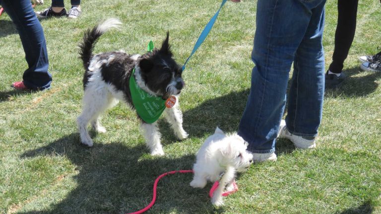 Dogs play at the first NYC Paws Parade and Adoptapalooza, organized by the ASPCA and the Mayor's Alliance for NYC's Animals, on April 10, 2016.