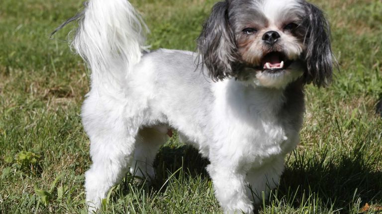Hypoallergenic pets: Dog and cat breeds for allergy sufferers 3 The Shih Tzu has a long coat that requires maintenance, but does not shed.
