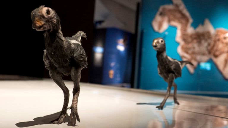 American Museum of Natural History features 