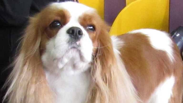 The Cavalier King Charles Spaniel is characterized as small, affectionate, gentle and graceful. The breed is known for getting along well with children and other dogs, and, good news for your neighbors: They also tend to be quiet. In terms of exercise, the AKC says these dogs do equally well with active types and homebodies, but do require at least one satisfying walk each day. 