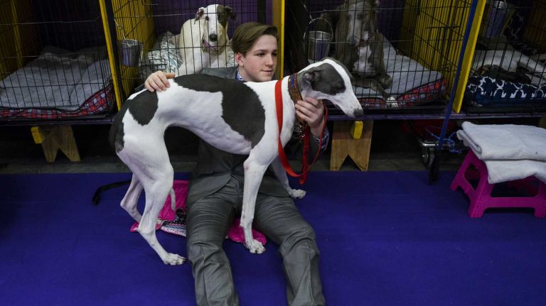 Greyhounds are characterized as being independent, gentle, noble and sweet, but intense when on the run. These dogs are large and require some exercise. 