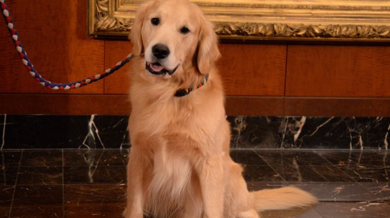 Meet Blue. Nora Hayes, owner of this 5-year-old male golden retriever, says 