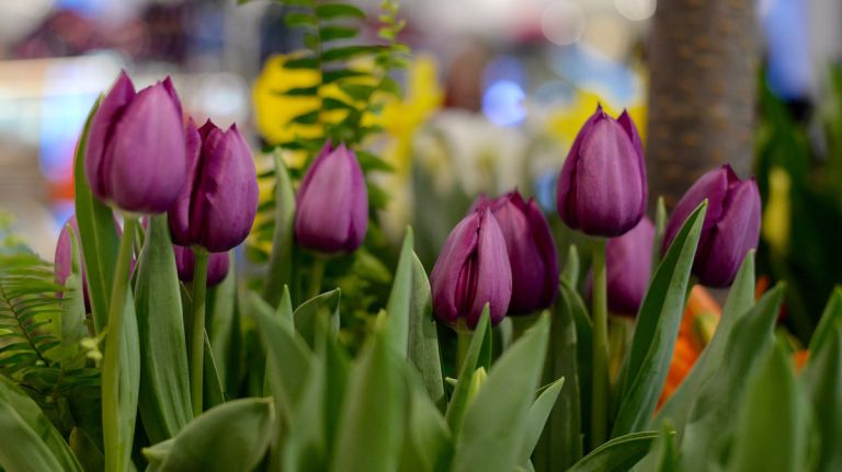 Stop by the 70th Macy's Flower Show to check out these tulips and many more floral displays throughout the store until April 3, 2016. 
