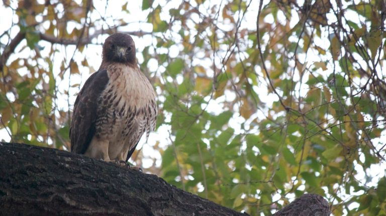 It's possible to find yourself face to face with a member of the hawk family in Union Square Park, like this photographer did in August 2015. 