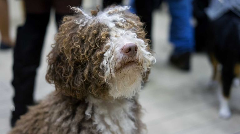 A Spanish Water Dog, a new breed to the competition this year, sits quietly during a kickoff event for the 140th annual Westminster Kennel Club Dog Show at Madison Square Garden in Manhattan on Thursday, Jan. 21, 2016. Six other new breeds will compete this year.