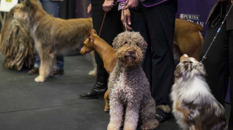 In celebration of the 140th annual Westminster Kennel Club Dog Show, seven new breeds eligible to compete for the very first time were introduced at Madison Square Garden in Manhattan on Thursday, Jan. 21, 2016. From left, the breeds are: Berger Picard, Cirneco dell'Etna, Lagotto Romagnolo and a Miniature American Shepherd.