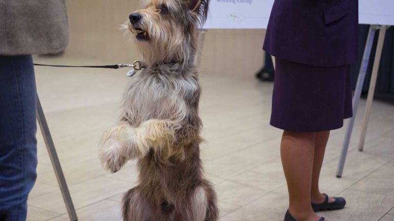 A Berger Picard sits up as other dogs are introduced at the 140th annual Westminster Kennel Club Dog Show preview at Madison Square Garden in Manhattan on Thursday, Jan. 21, 2016. 