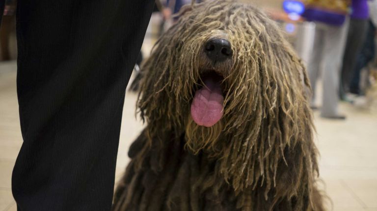 In celebration of the 140th annual Westminster Kennel Club Dog Show, seven new breeds eligible to compete for the very first time were introduced at Madison Square Garden in Manhattan on Thursday, Jan. 21, 2016. This is a Bergamasco, part of the herding group.