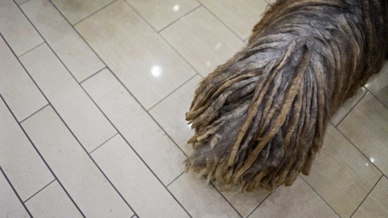 In celebration of the 140th annual Westminster Kennel Club Dog Show, seven new breeds eligible to compete for the very first time were introduced at Madison Square Garden in Manhattan on Thursday, Jan. 21, 2016. This is a Bergamasco, part of the herding group.