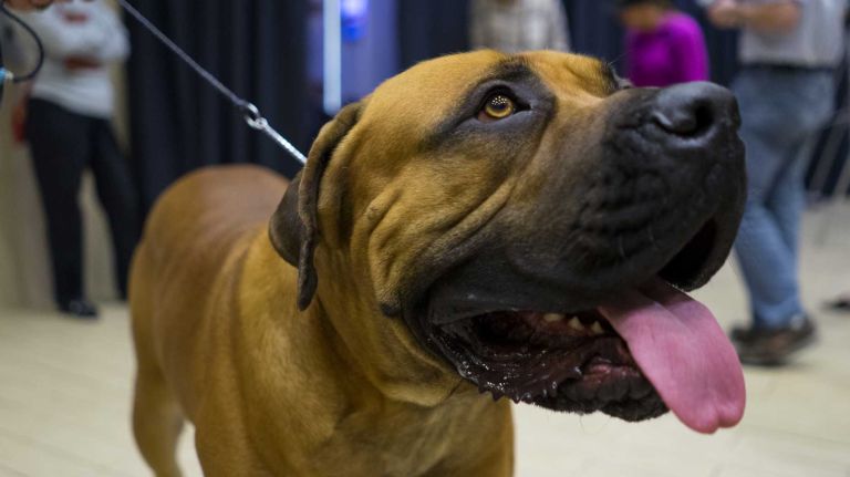 In celebration of the 140th annual Westminster Kennel Club Dog Show, seven new breeds eligible to compete for the very first time were introduced at Madison Square Garden in Manhattan on Thursday, Jan. 21, 2016. This is a Boerboel, part of the working group.