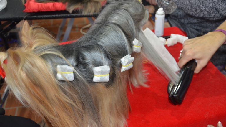 A Yorkshire terrier gets ready to compete at the Westminster Kennel Club Dog Show in Manhattan on Feb. 13, 2017. 