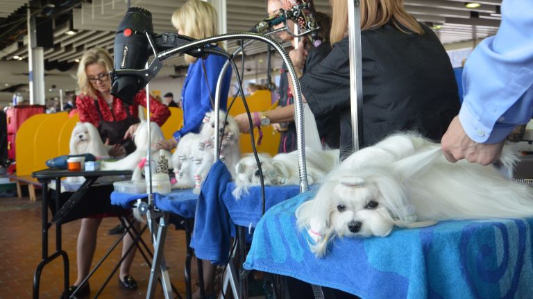Dogs get their hair done before competing at the 141st annual Westminster Kennel Club Dog Show in Manhattan on Feb. 13, 2017. 