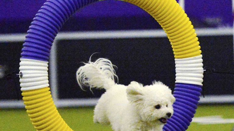 Westminster Masters Agility Championship 2016 25 Macaroni, a Bichon Frise, jumps through a hoop during the agility competition at the 140th Annual Westminster Kennel Club Dog Show in Manhattan on Saturday, Feb. 13, 2016.