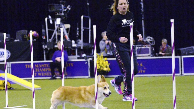 Westminster Masters Agility Championship 2016 30 Benjamin, a Pembroke Welsh corgi, competes in the agility competition at the Westminster Kennel Club Dog Show in Manhattan on Saturday, Feb. 13, 2016.