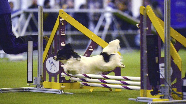 Westminster Masters Agility Championship 2016 31 Taxi, a papillon, jumps a hurdle during the agility competition at the Westminster Kennel Club Dog Show in Manhattan on Saturday, Feb. 13, 2016.