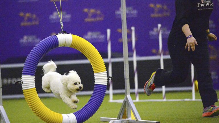 Westminster Masters Agility Championship 2016 38 Bubba Watson, a bichon frise, jumps through a hoop during the agility competition at the Westminster Kennel Club Dog Show in Manhattan on Saturday, Feb. 13, 2016.