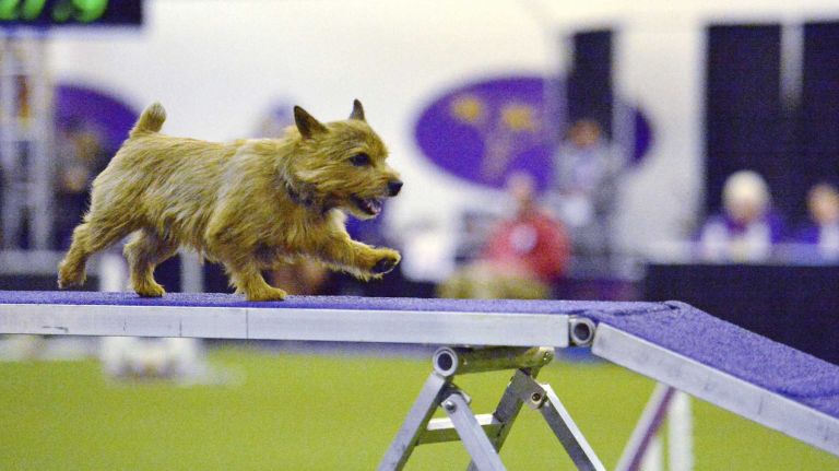 Westminster Masters Agility Championship 2016 39 Henry, a Norwich terrier, competes in the agility competition at the Westminster Kennel Club Dog Show in Manhattan on Saturday, Feb. 13, 2016.