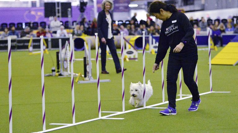 Westminster Masters Agility Championship 2016 41 Sandy, an west highland white terrier, competes in the agility competition during the Westminster Kennel Club Dog Show in Manhattan on Saturday, Feb. 13, 2016.